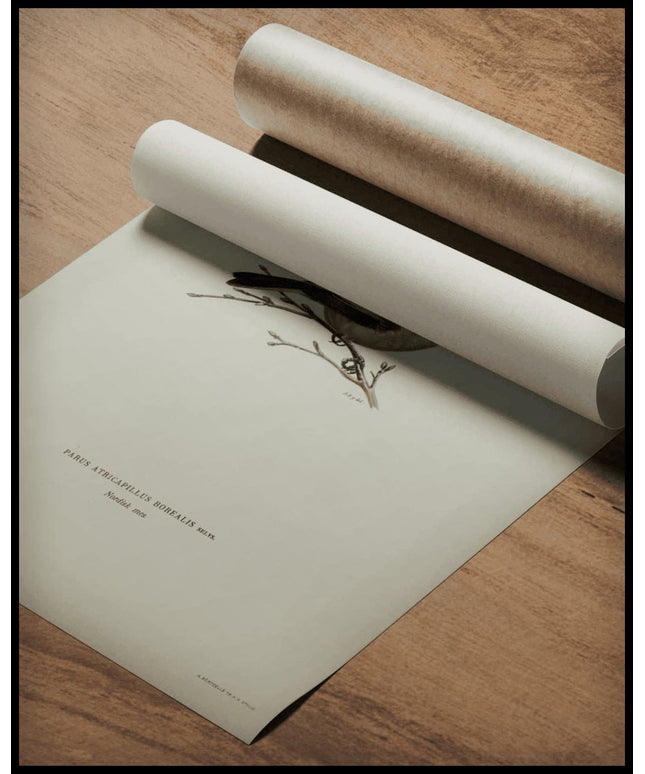 Parus Atricapillus Poster