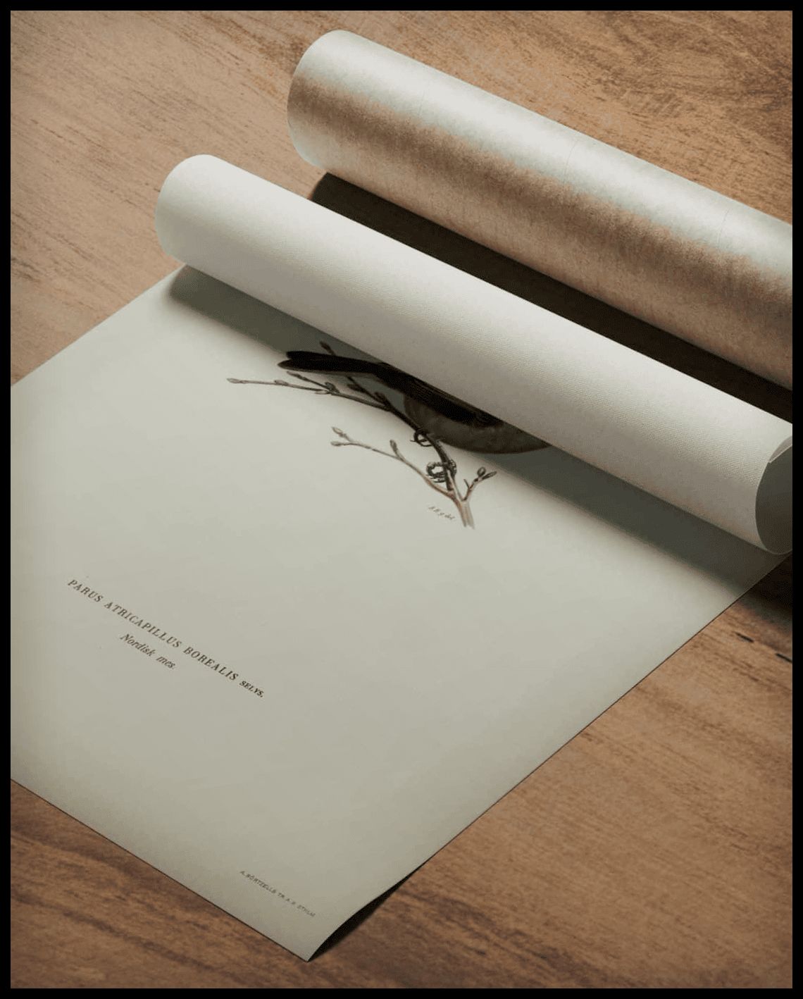 Parus Atricapillus Poster