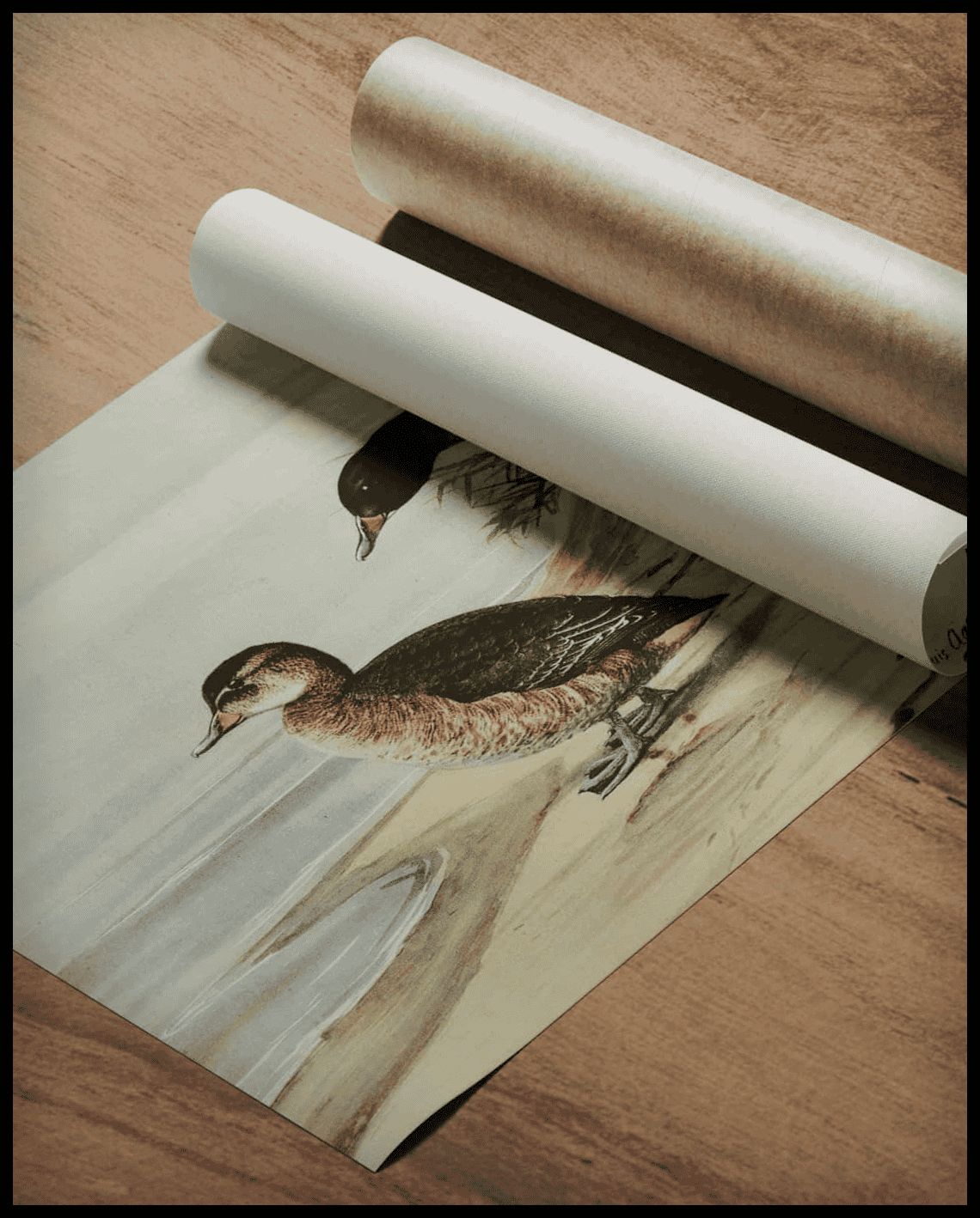Cuckoo duck poster