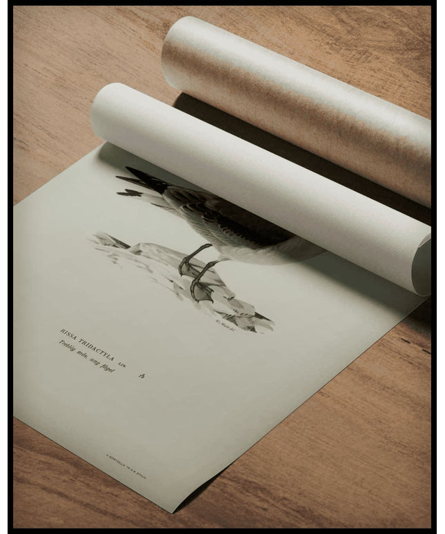 Rissa Tridactyla Poster