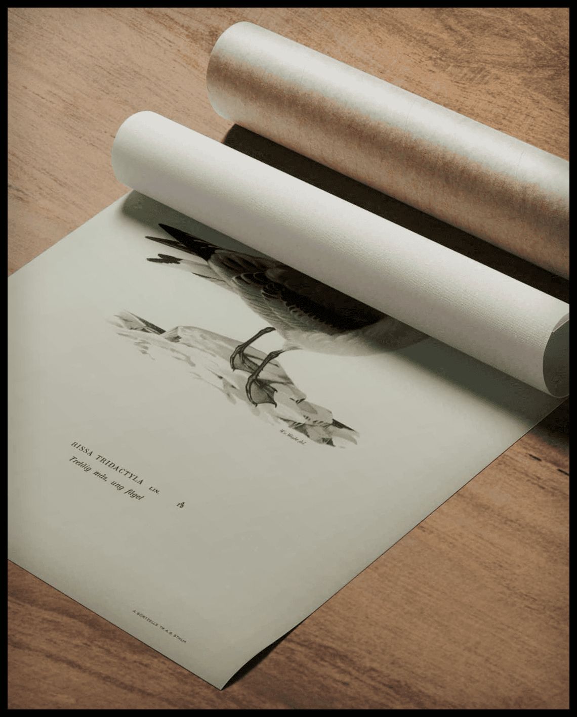 Rissa Tridactyla Poster