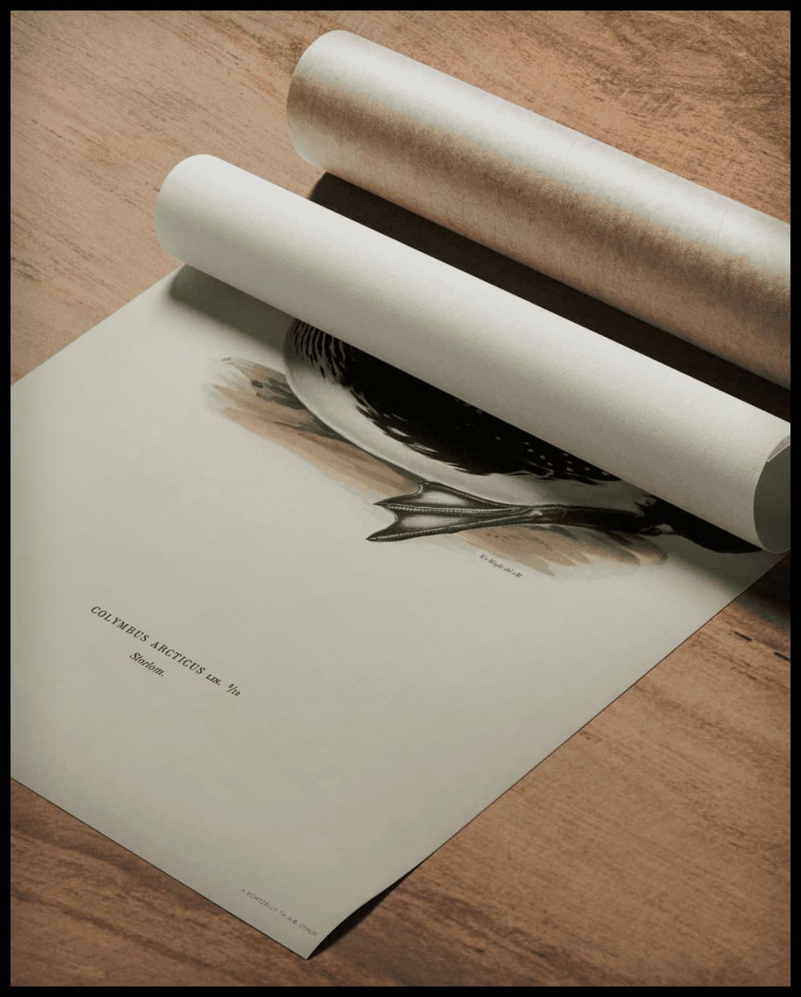 Colymbus Arcticus Poster