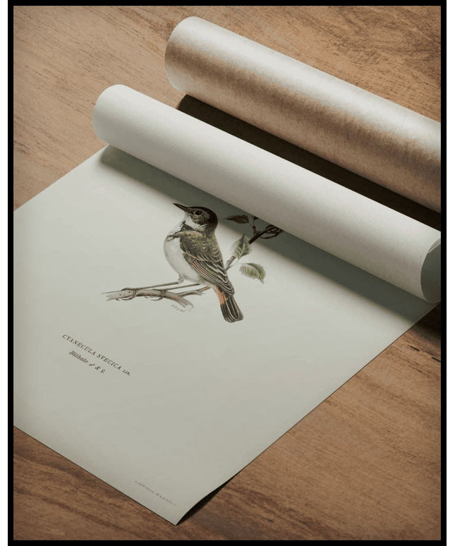 Cyanecula Svecica Poster