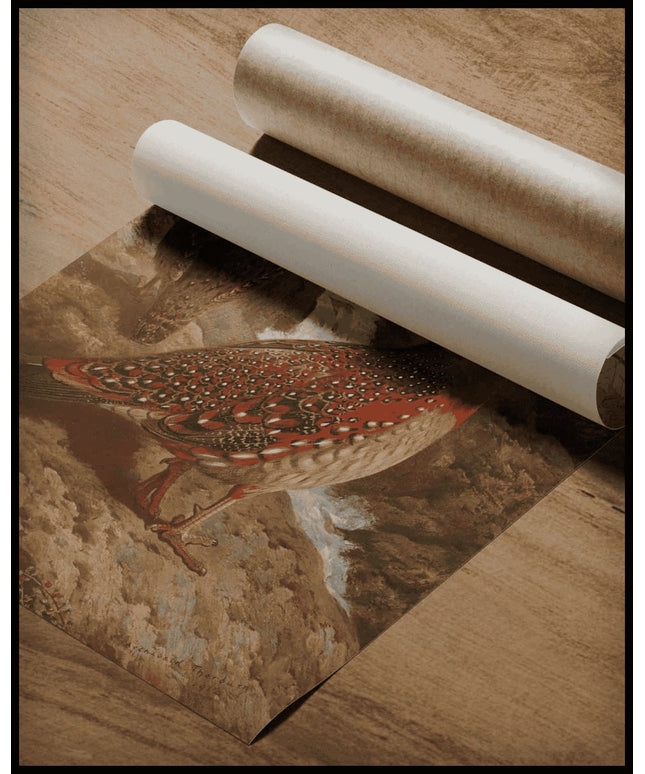 Tragopan Poster