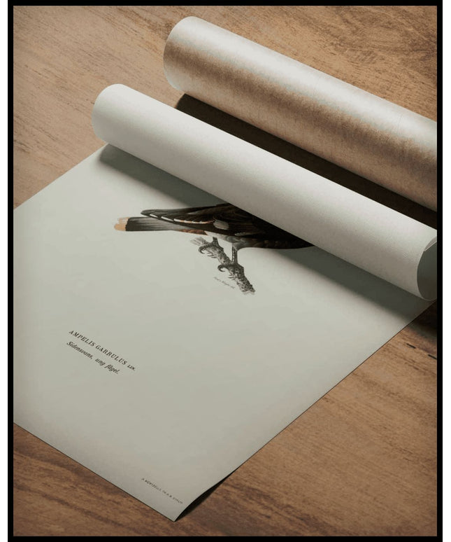 Ampelis Garrulus Poster