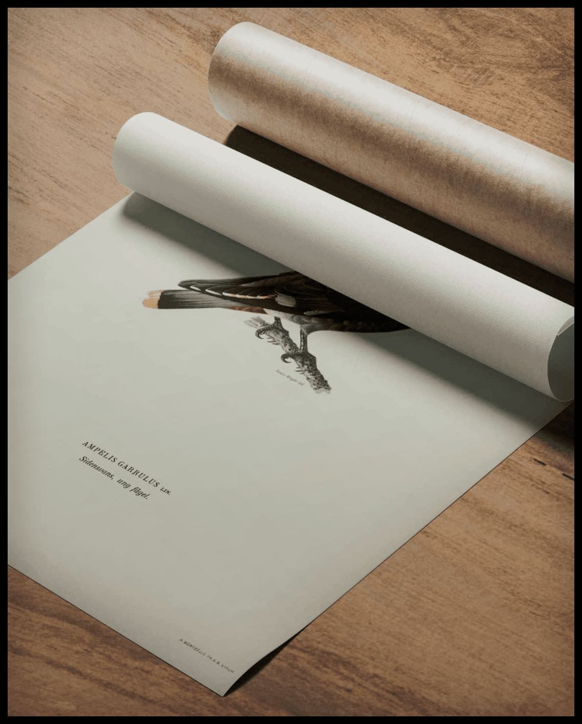 Ampelis Garrulus Poster