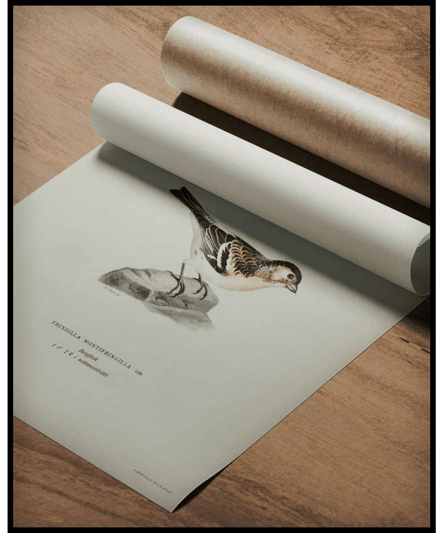 Fringilla Montifringilla Poster