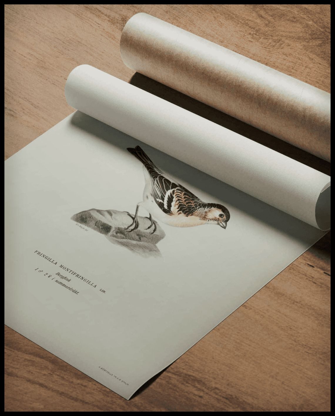 Fringilla Montifringilla Poster