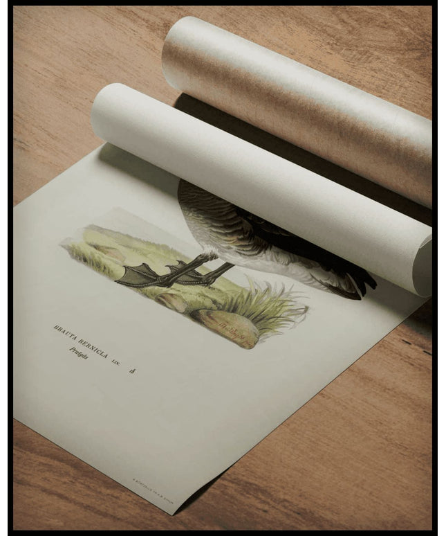 Branta Bernicla Poster