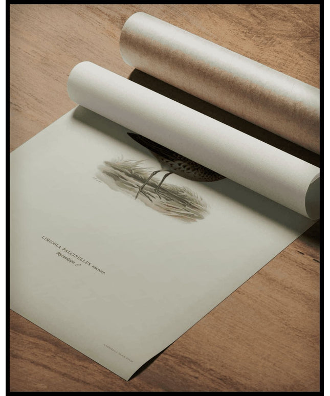 Limicola Falcinellus Poster