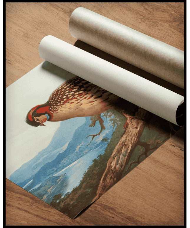 Cabottragopan Poster