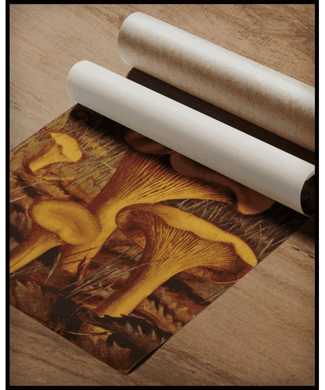 Cantharellus Cibarius