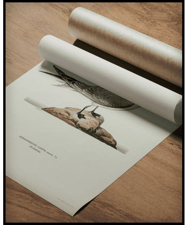 Hydroprogne Caspia Poster