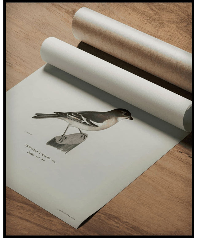 Fringilla Coelebs Poster