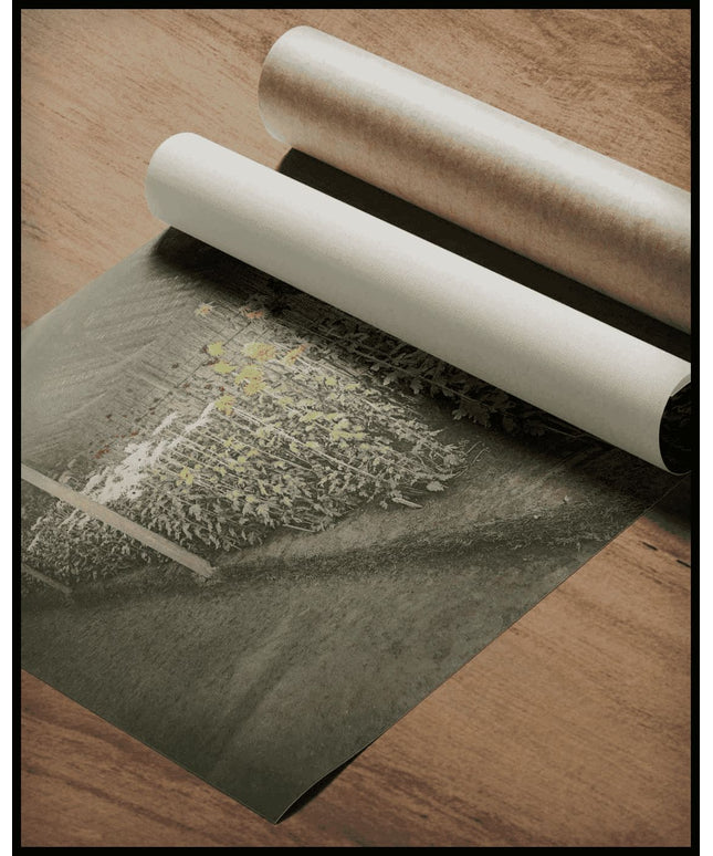 Chrysanthemum Garden