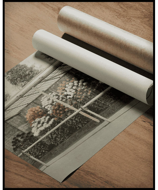 Chrysanthemum Garden