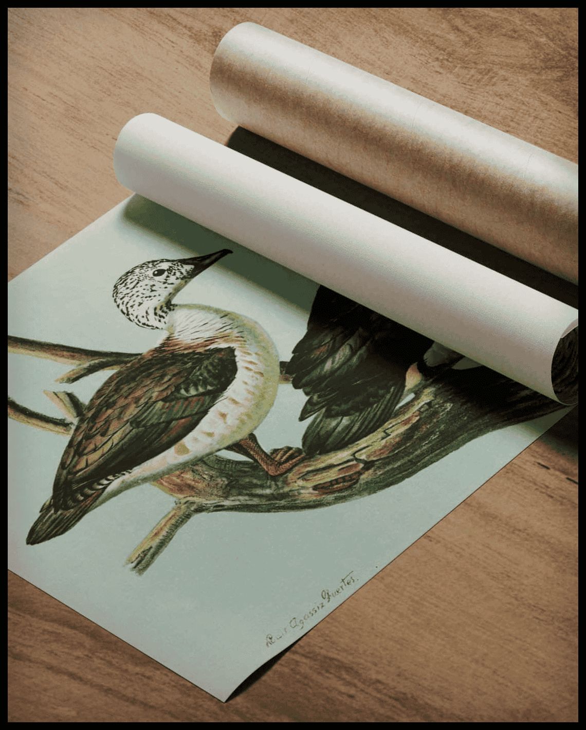 Sarcidiornis poster
