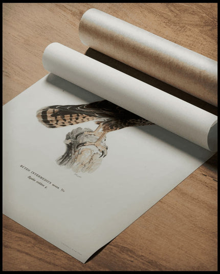 Buteo Intermedius Poster