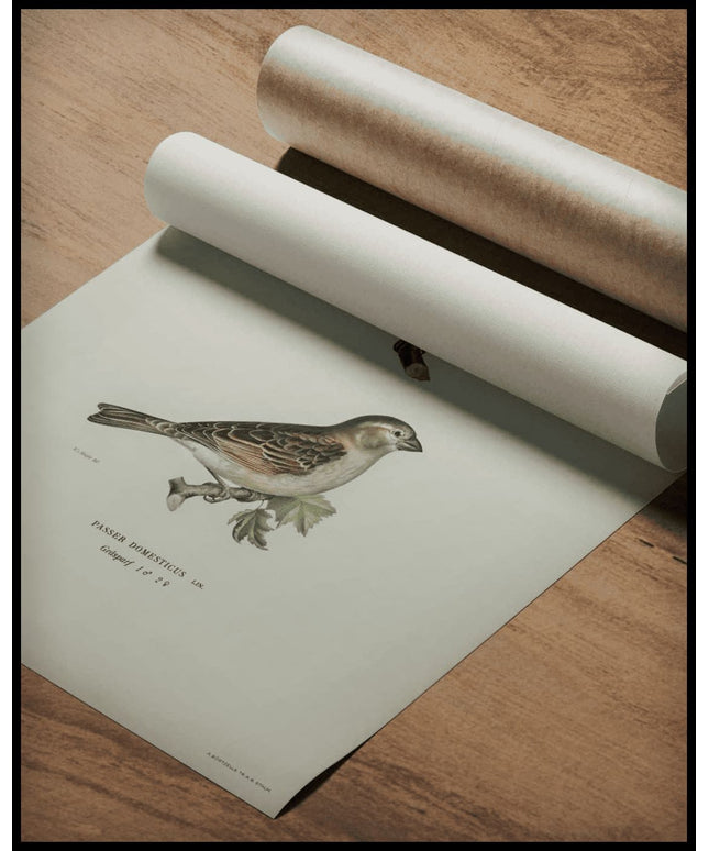 Phylloscopus Collybita Poster