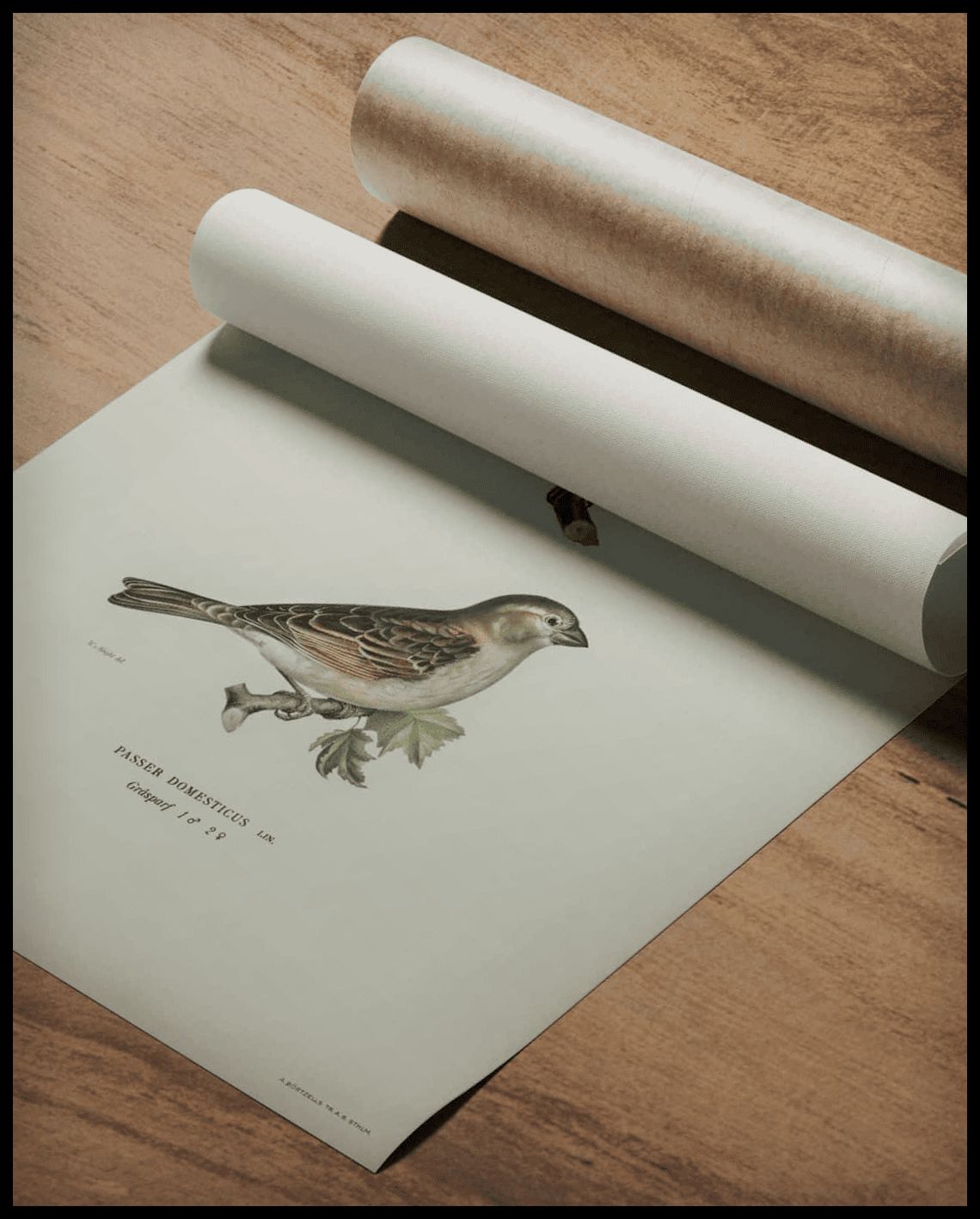 Phylloscopus Collybita Poster