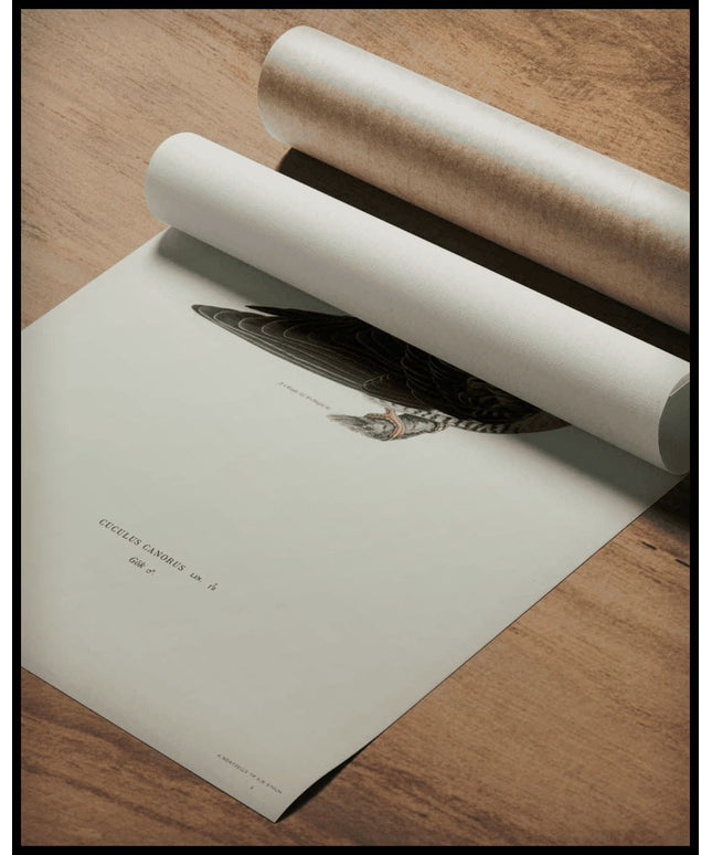 Cuculus Canorus Poster