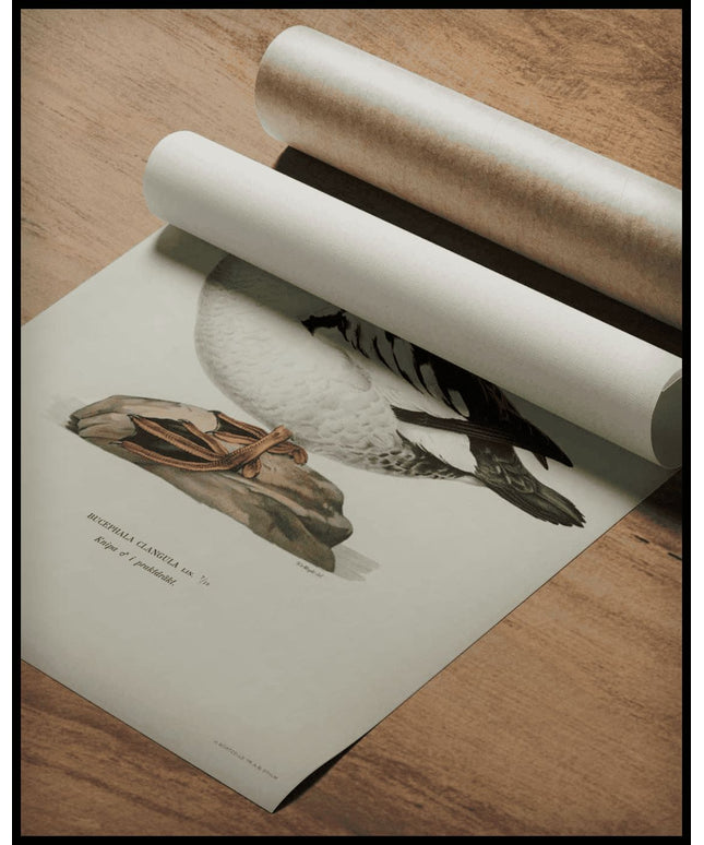Bucephala Clangula Poster