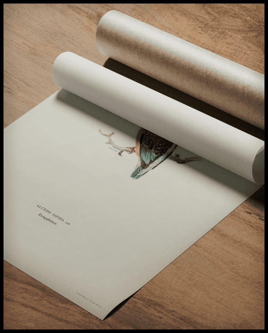 Alcedo Ispida Poster