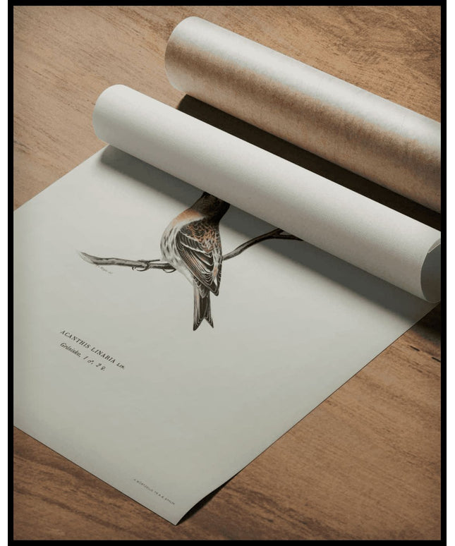 Acanthis Linaria Poster