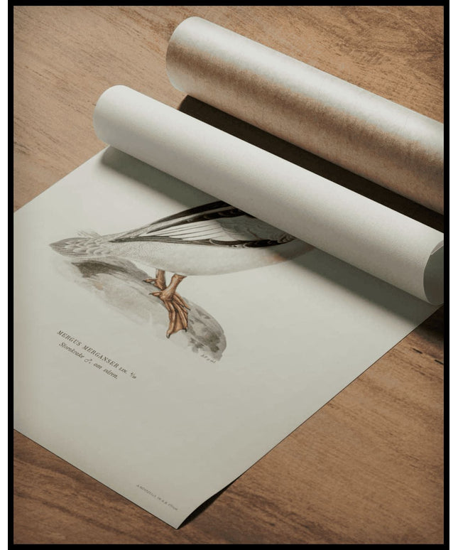 Mergus Merganser Poster