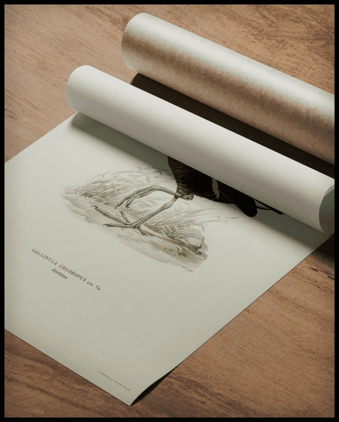 Gallinula Chloropus Poster