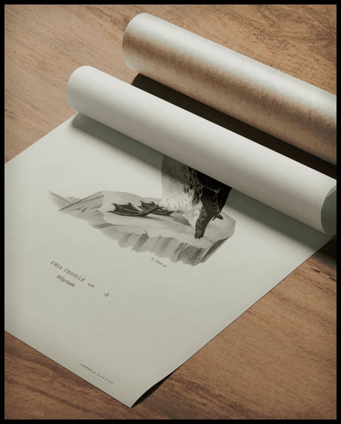 Uria Troille Poster