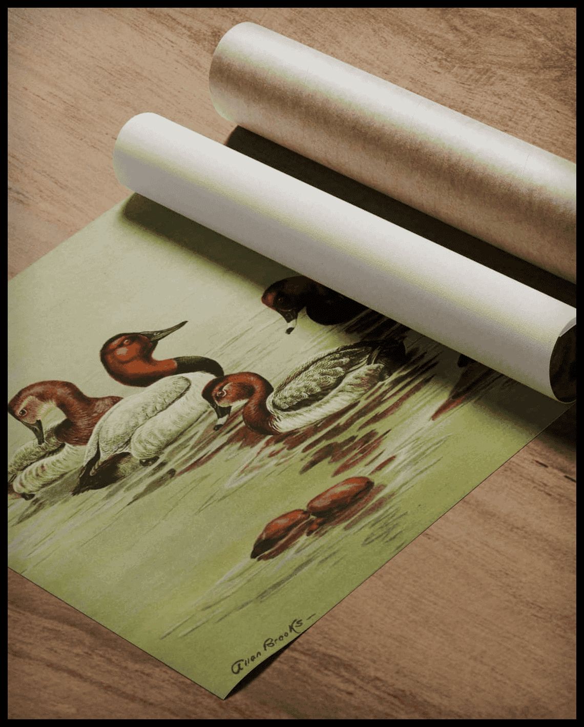 Tafelente Poster