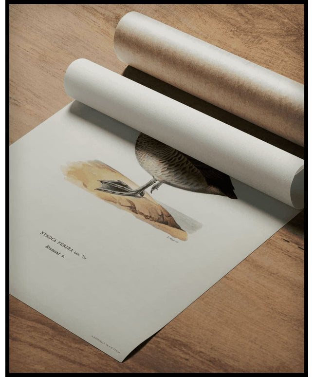 Nyroca Ferina Poster