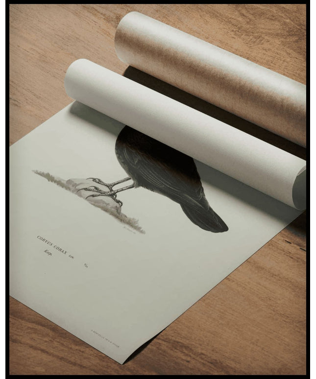 Corvus Corax Poster
