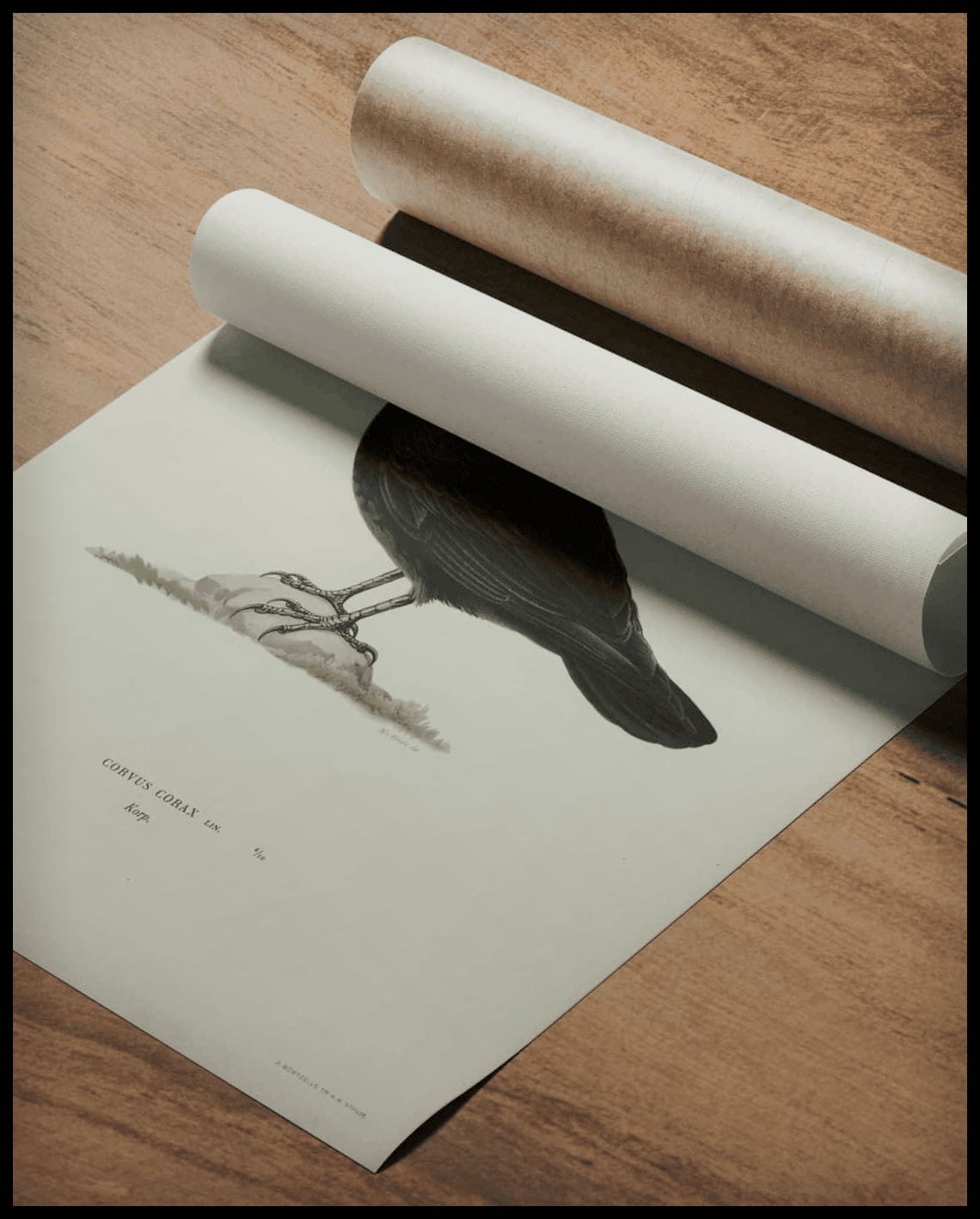 Corvus Corax Poster