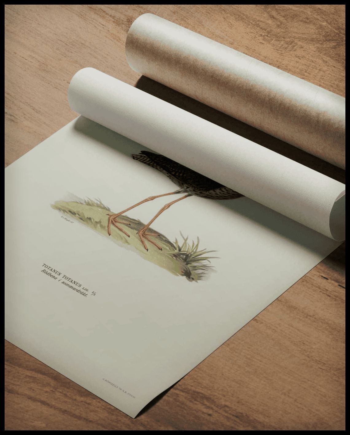 Totanus Totanus Poster