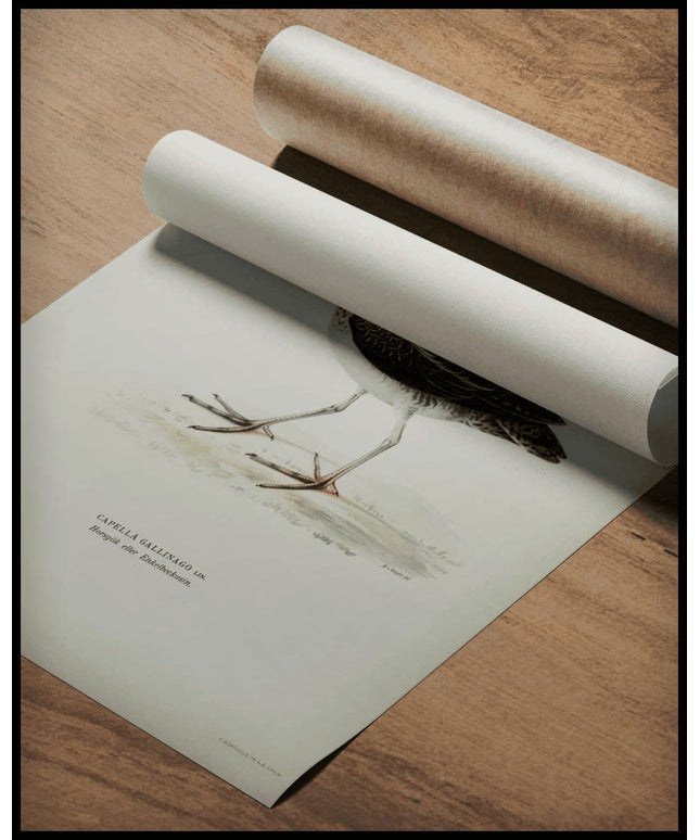 Capella Gallinago Poster