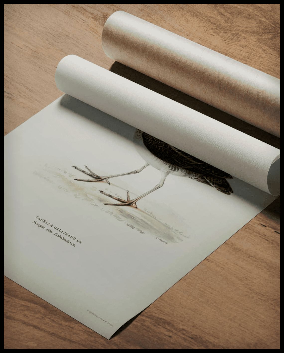 Capella Gallinago Poster