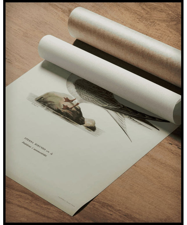 Sterna Hirundo Poster