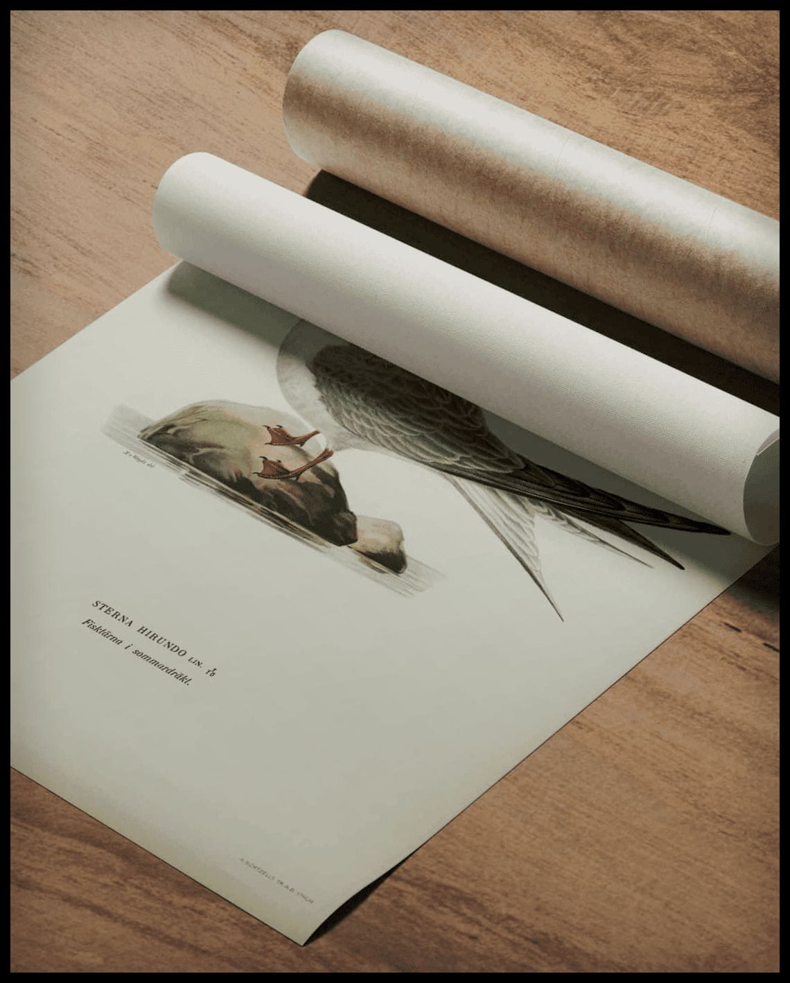 Sterna Hirundo Poster