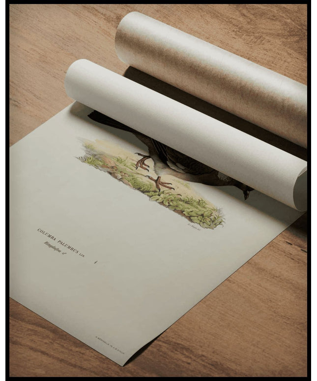 Columba Palumbus Poster