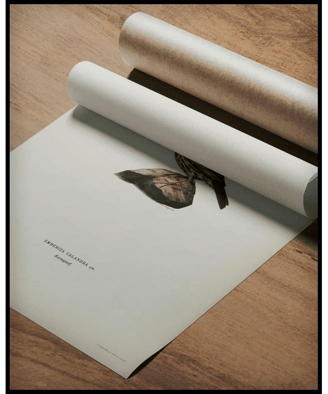 Emberiza Carlandra Poster