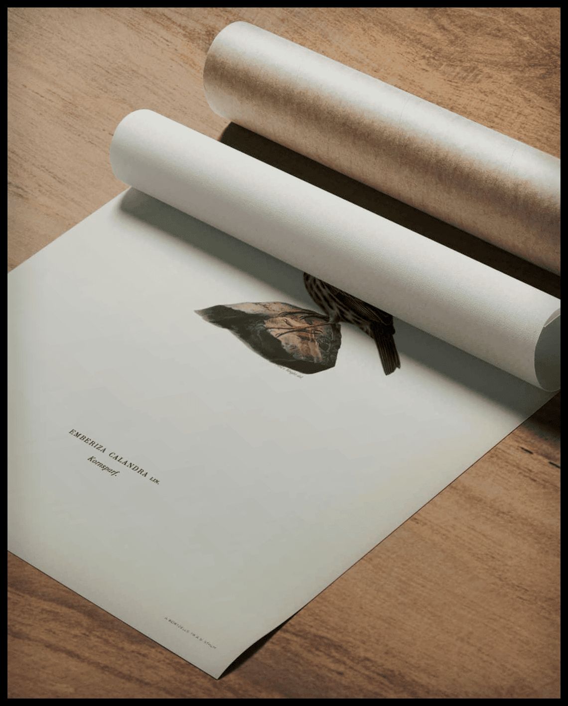 Emberiza Carlandra Poster