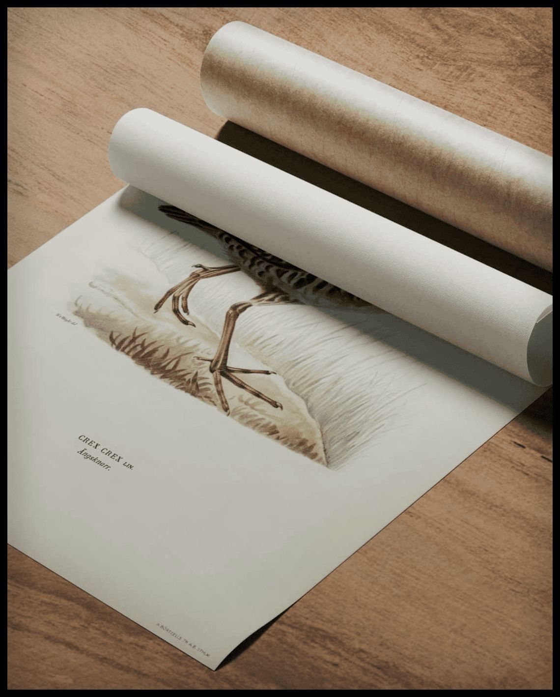 Crex Crex Poster