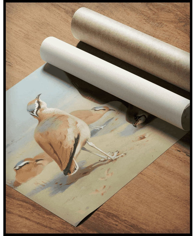 Brachschwalben Poster