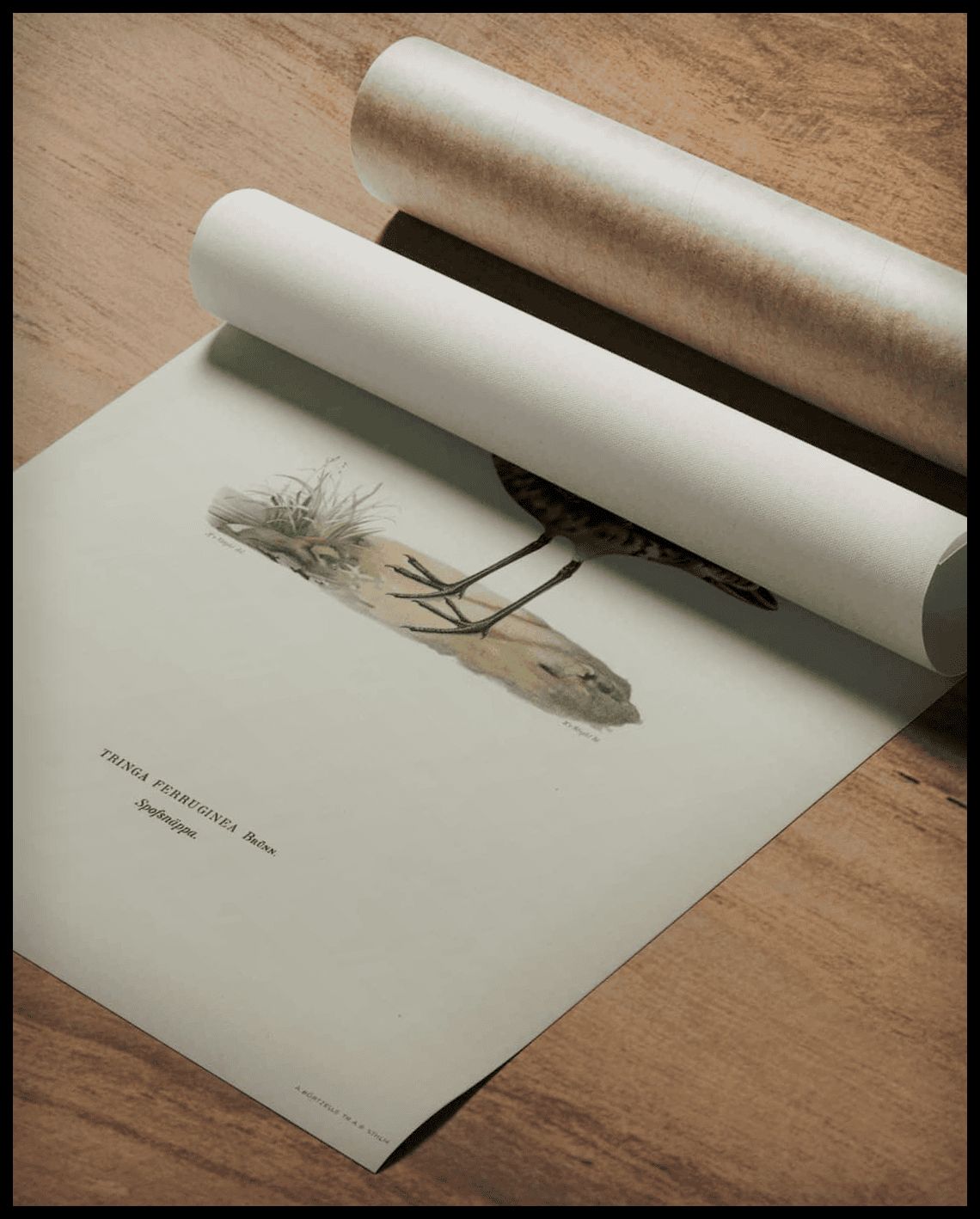 Tringa Ferruginea Poster