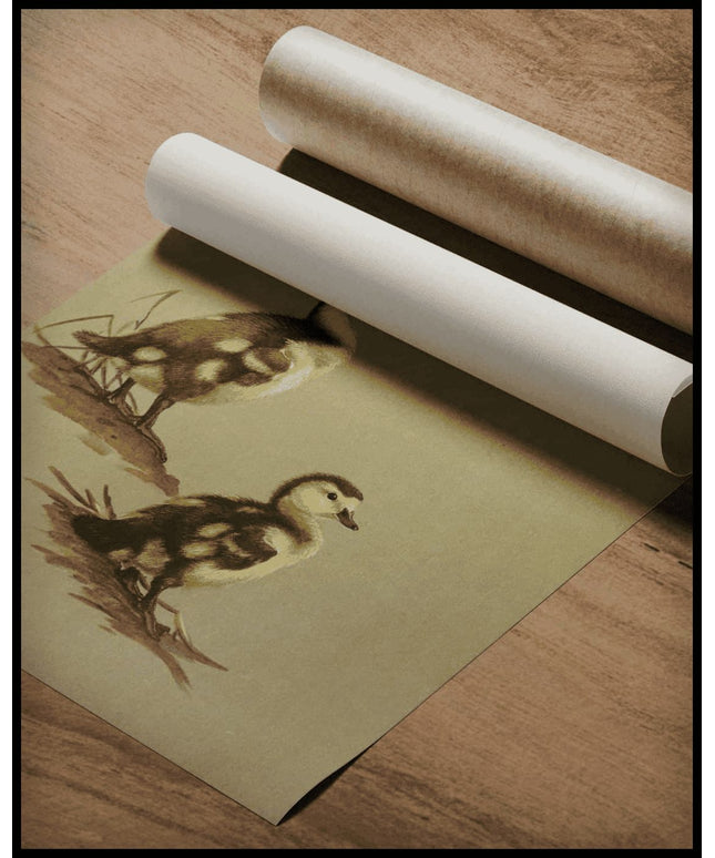 Ringschnabelente Poster