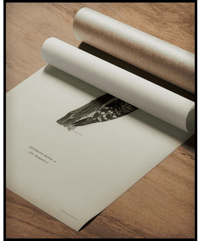 Dryobates Minor Poster