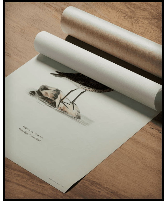 Tringa Alpina Poster