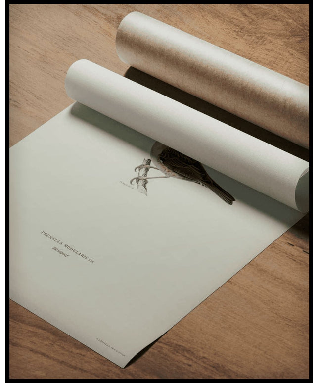 Prunella Modularis Poster